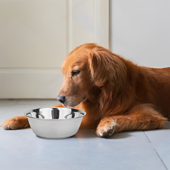 Gamelle Chien - Acier Inoxydable